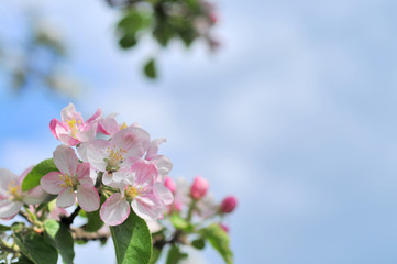 Apple tree blossom