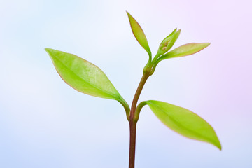 Obraz premium Fresh plant branch
