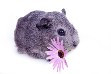 Cochon d'inde avec une fleur dans la bouche