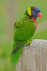 Austrailian rainbow lorikeet perched on a wooden pillar.