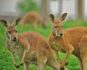 Two alert kangaroos standing on hind legs..