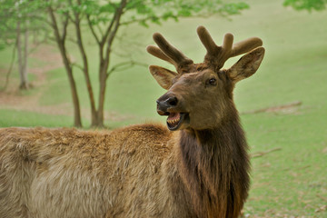Young elk, or wapiti (Cervus canadensis).