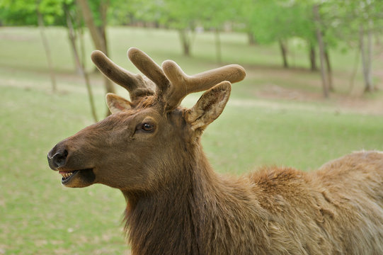 Young elk, or wapiti (Cervus canadensis) with funny expression