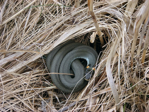 grass-snake
