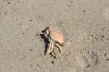 Krabbe im Sand