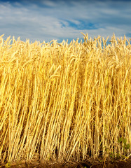 wheat field
