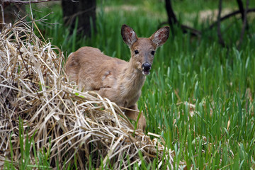 White-tail Deer