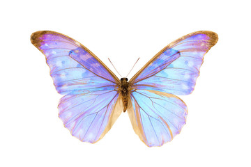 Obraz premium Butterfly, Morpho Diana Augustinae, wingspan 124mm