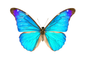 Obraz premium Motyl, Morpho Rhetenor Eusebes, rozpiętość skrzydeł 116mm