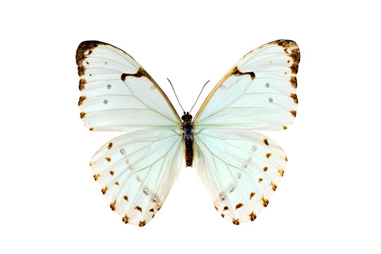 Butterfly, Morpho Luna, South American Butterfly, wingspan 105mm