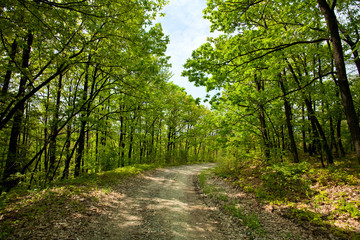 Rural road through trees
