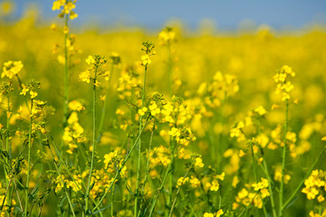 Rape field