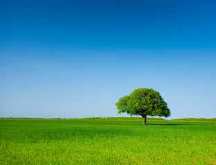 Fototapeta na wymiar Lone tree in a wheat field