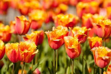 Tulips field