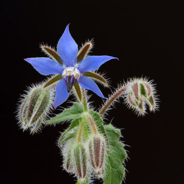 bourrache officinale, borago officinalis