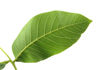 walnut leaves