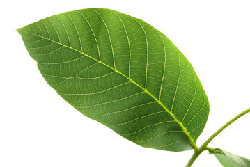 walnut leaves