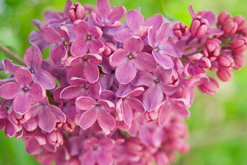 Lilac flowering