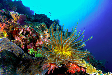 Naklejka na ściany i meble Coral Reef, Similan National Park, Tajlandia