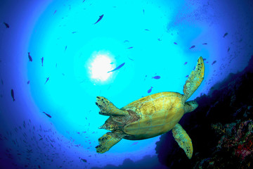 Green turtle, Sipadan, Malaysia © piboon