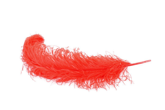 Big red feather on white background