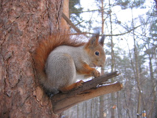 Naklejka na ściany i meble Squirrel at the tree