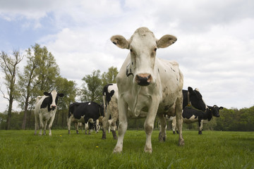 Dutch cows in the meadow.
