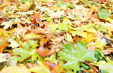 autumn background (yellow abscissed leafs)
