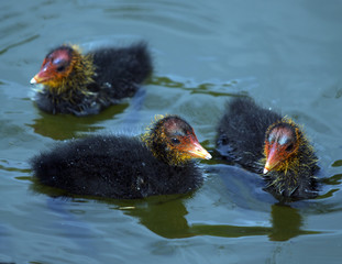 Young Coots