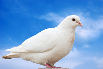 Pigeon