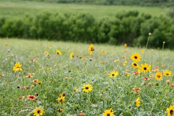 American Daisy yellow flowers  green meadow background