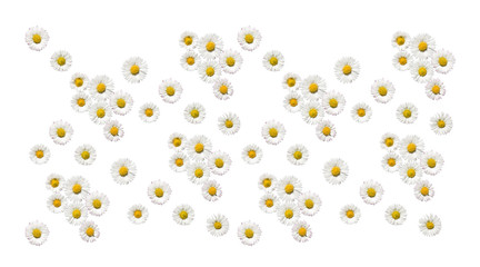 Bellis © danielschoenen