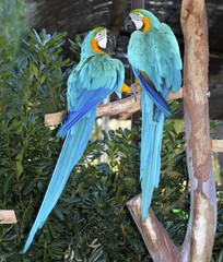 blue and yellow macaw couple fighting in love