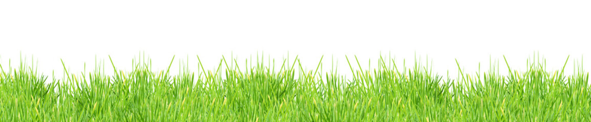 Fototapeta na wymiar Isolated green grass