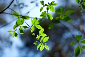 Fototapeta na wymiar Fresh young leaves of green against the sky