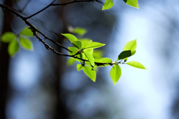 Fresh young leaves of green against the sky