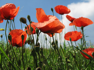 Obraz premium Poppies