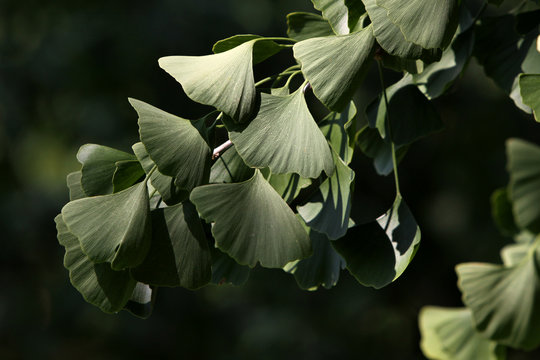 Gingko