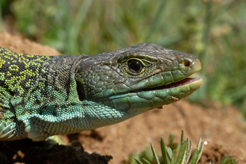 Cabeza de lagarto