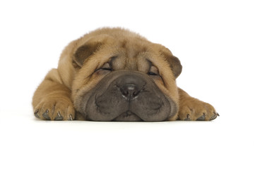 Shar-Pei puppy isolated on white background