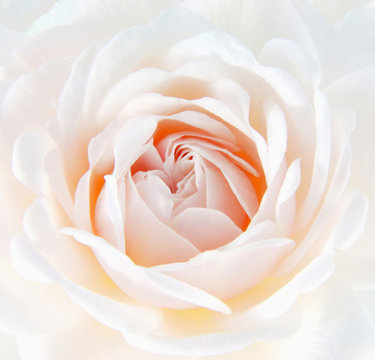 rose blanche