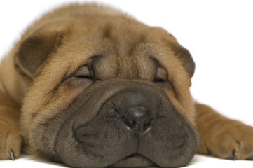 Obraz premium Shar-Pei puppy on white background