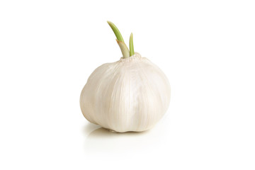 Bulb of garlic