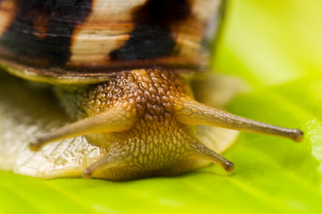 Snail