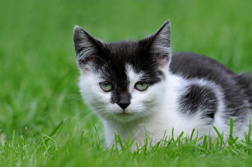 Katzenkind im Gras