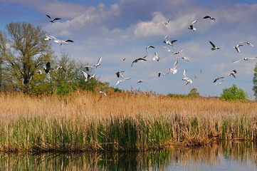 laughing gulls flying over its nest
