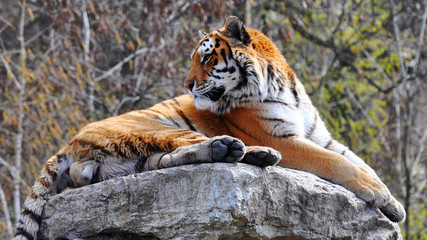 tiger