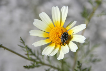 Käfer in einer Blüte, Marokko