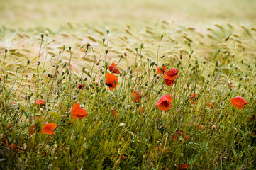 Getreidefeld mit Mohnblumen