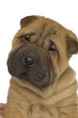 Obraz premium Shar-Pei puppy isolated on white background